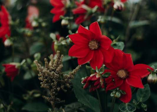 The One Thing Every Memorable Celebration Has in Common and It Always Blooms