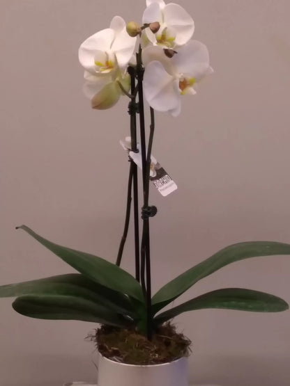 Phalaenopsis Orchid – Pot