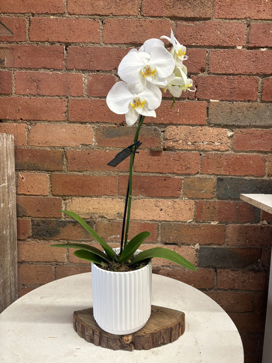 Phalaenopsis Orchid – Pot