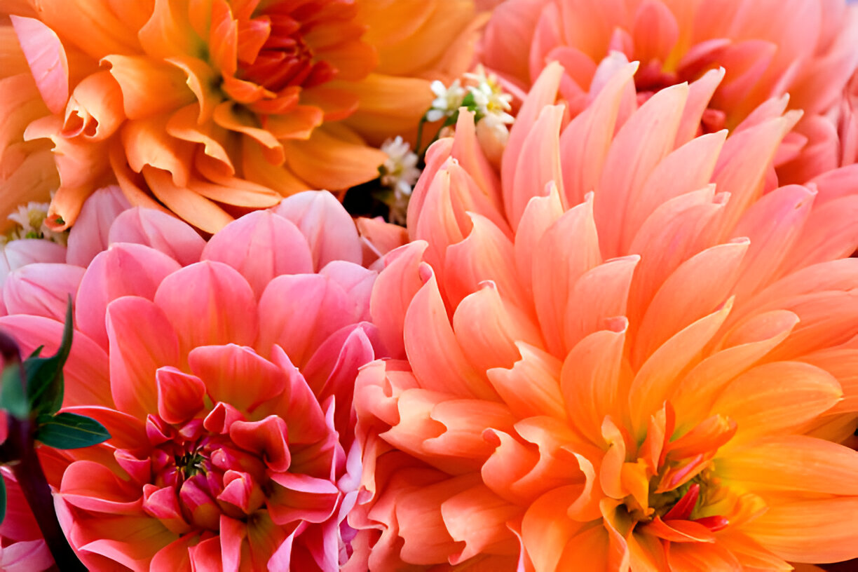dahlia -img Sunny Side Up Yellow for Joy and Friendship